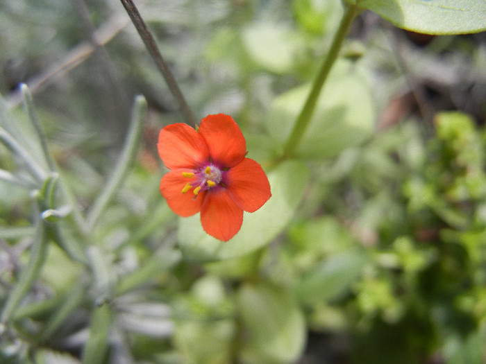 Scarlet Pimpernel (2012, May 30) - Anagallis arvensis