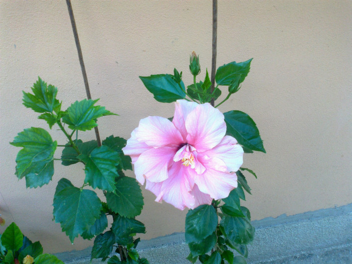 hibi roz dublu - hibiscus