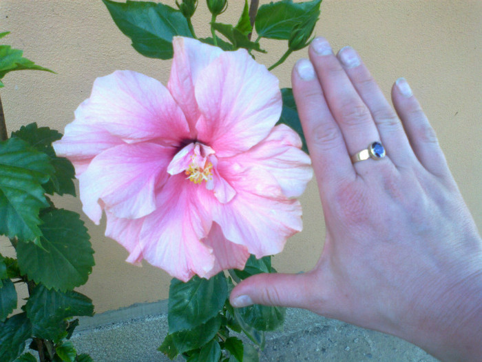 are floare mare - hibiscus