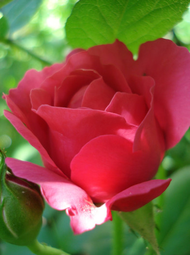 "Red Leonardo da Vinci", Meilland 2005, floribunda