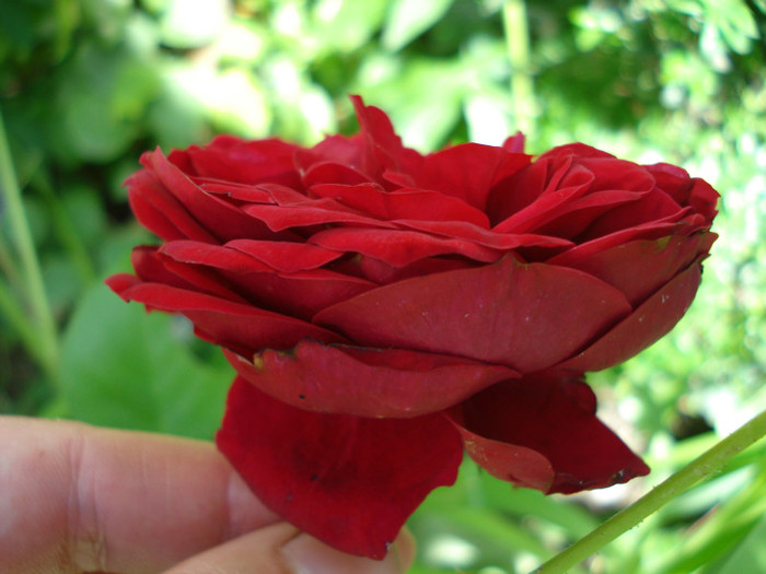 "Rotkappchen", Kordes 2007, floribunda