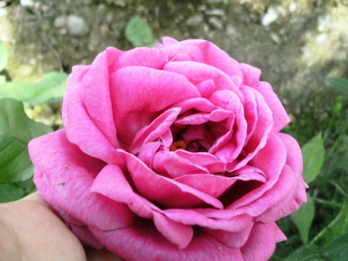 Madame Isaac Pereire