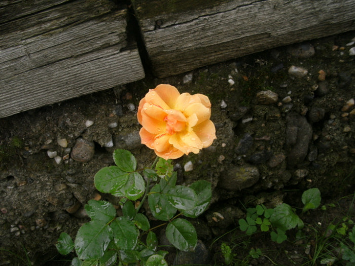 prima floare - Trandafiri