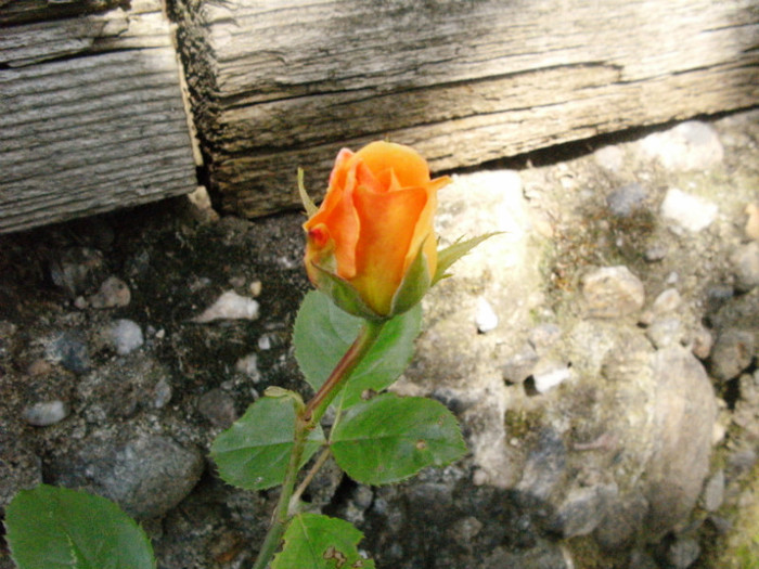 Cubana - Trandafiri