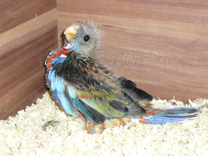  - Pui Rosella Penant Orange 2012