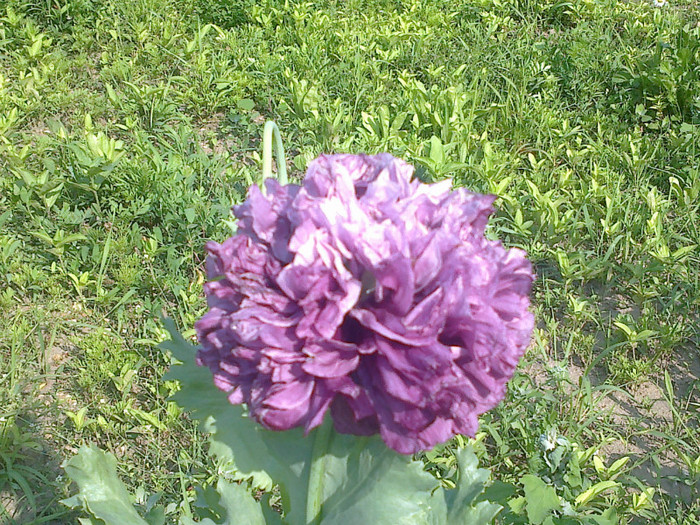 04062012690 - gradina