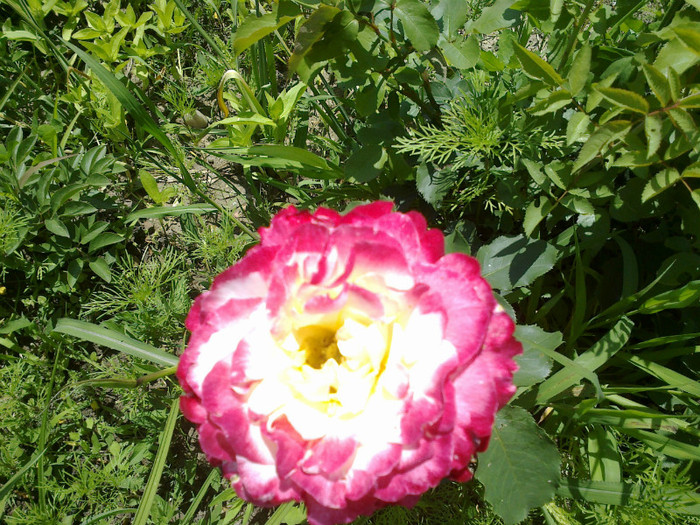 09062012728 - gradina