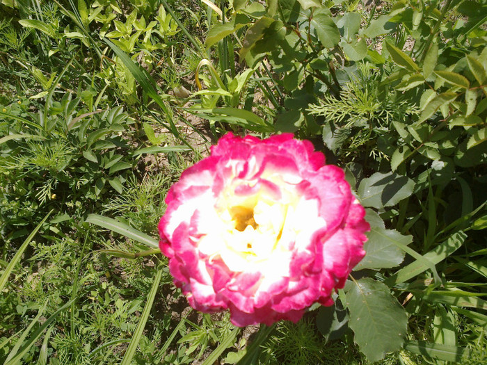 09062012729 - gradina