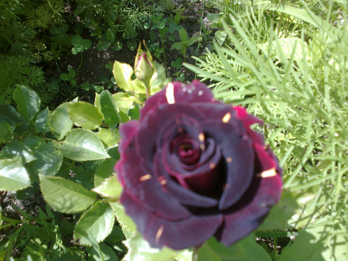 09062012731 - gradina