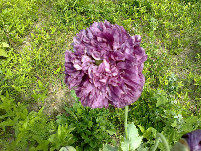 09062012734 - gradina