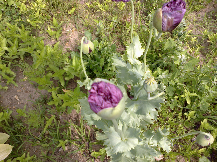 09062012735 - gradina