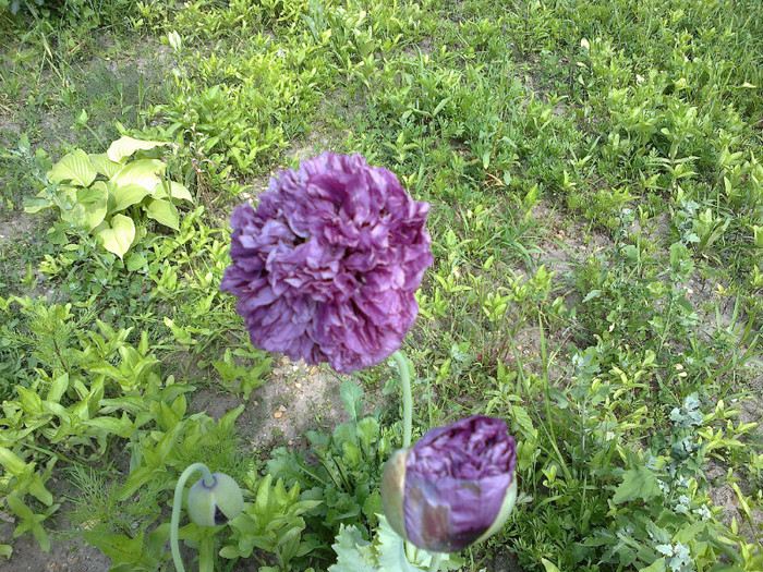 09062012736 - gradina