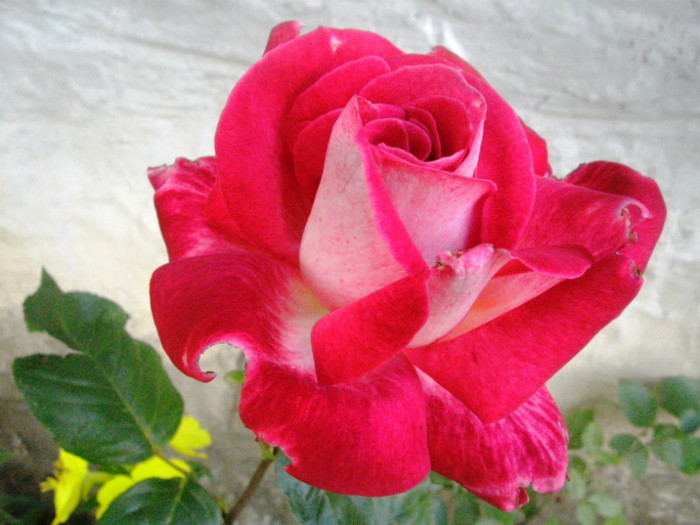 PICT4516 - Trandafiri
