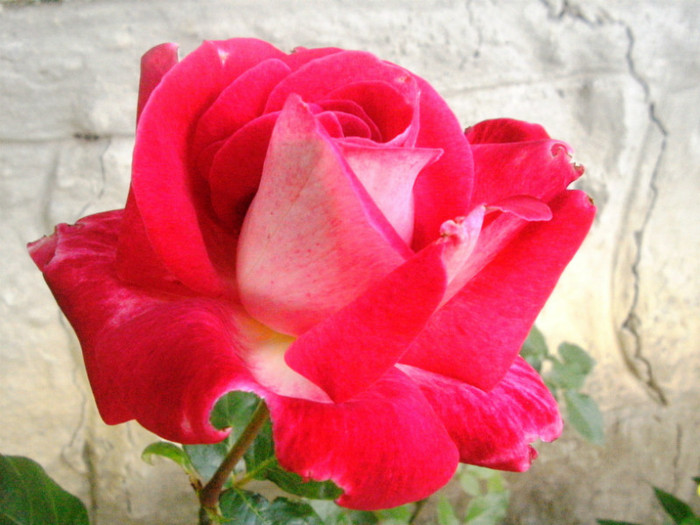 PICT4517 - Trandafiri