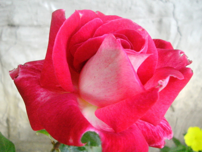 PICT4518 - Trandafiri