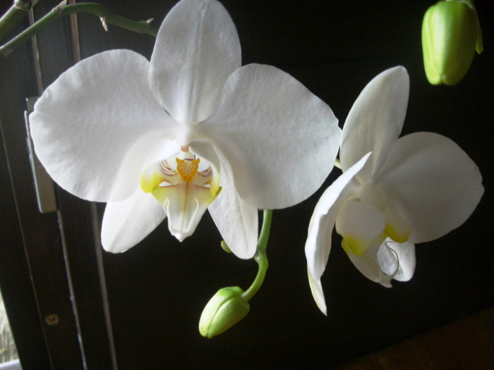 PICT5555 - Phalaenopsis