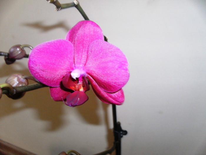 PICT5559 - Phalaenopsis