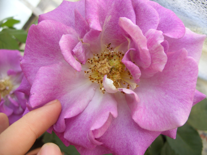 SDC13537 - Violette Parfumee