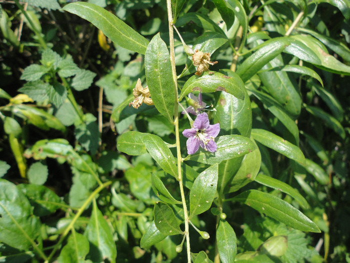 Floare goji - Goji bery