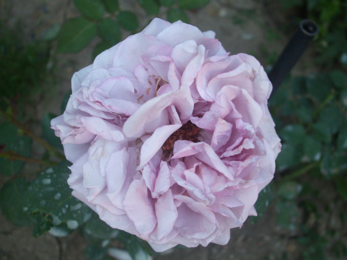 Lugdunum