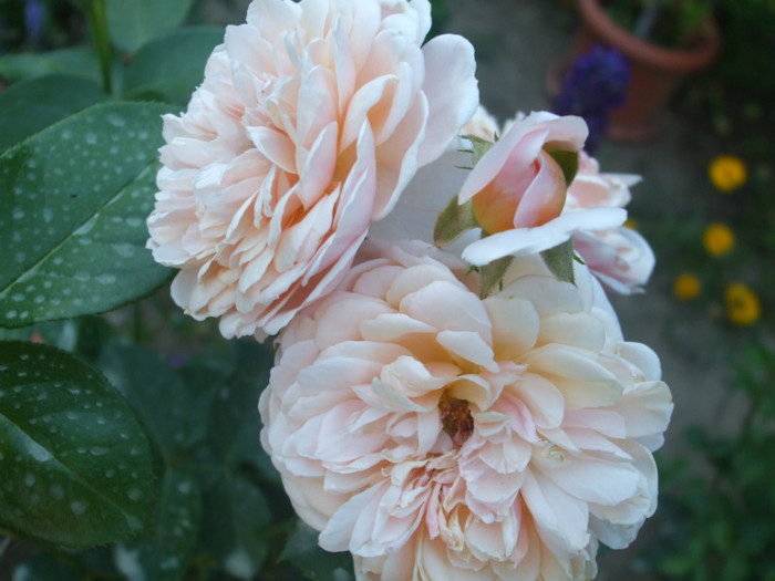 Parfum dOrleans