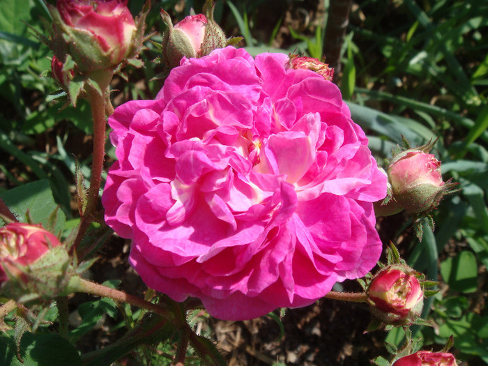 Rose de Resht - Trandafiri