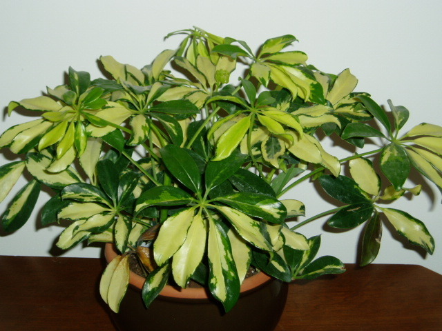 Schefflera-Plant