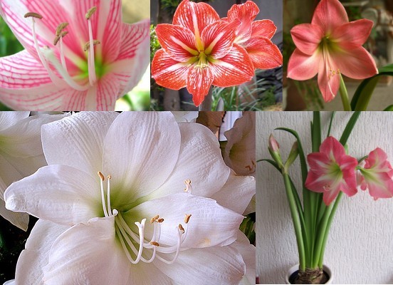 Amaryllis I - 2-Sunt in cautare de