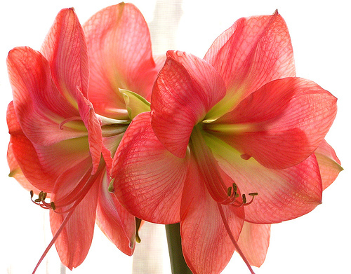 floare-de-amaryllis - 2-Sunt in cautare de