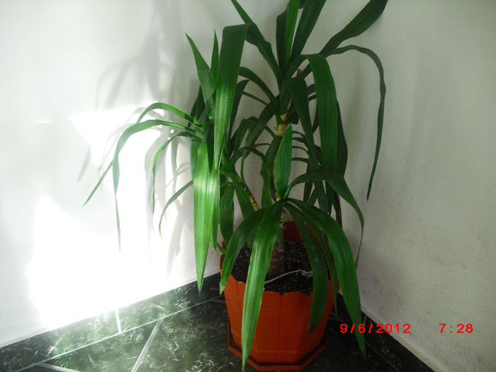 CIMG9577 - florile surorii mele oty