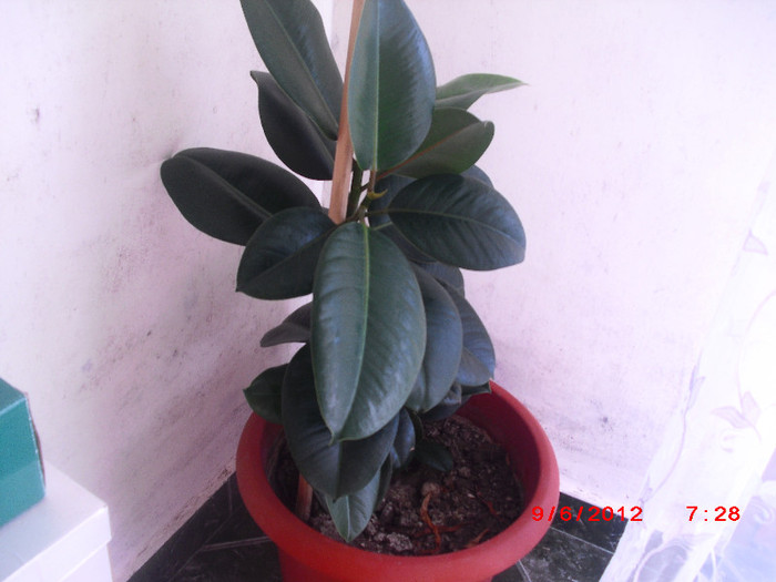 CIMG9578 - florile surorii mele oty