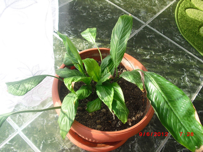 CIMG9579 - florile surorii mele oty