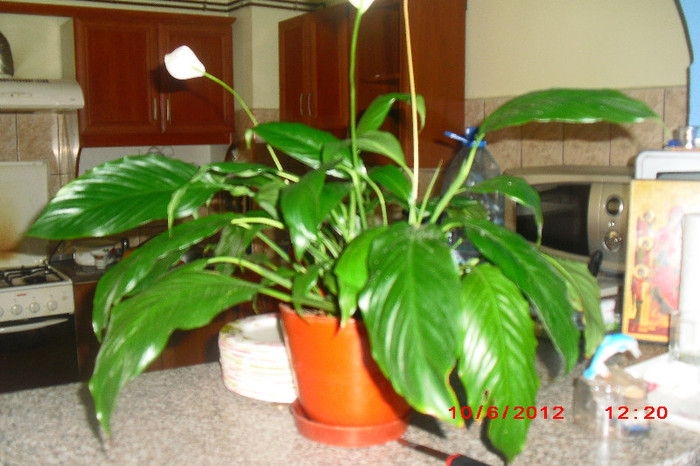 CIMG9611 - florile surorii mele oty