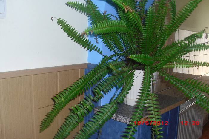 CIMG9613 - florile surorii mele oty