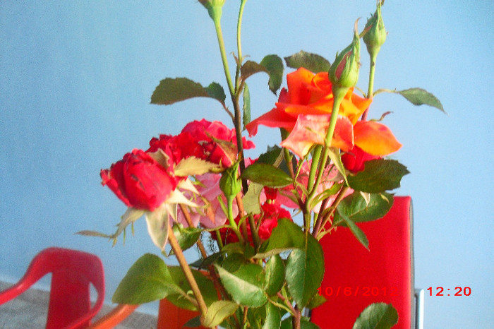 CIMG9614 - florile surorii mele oty