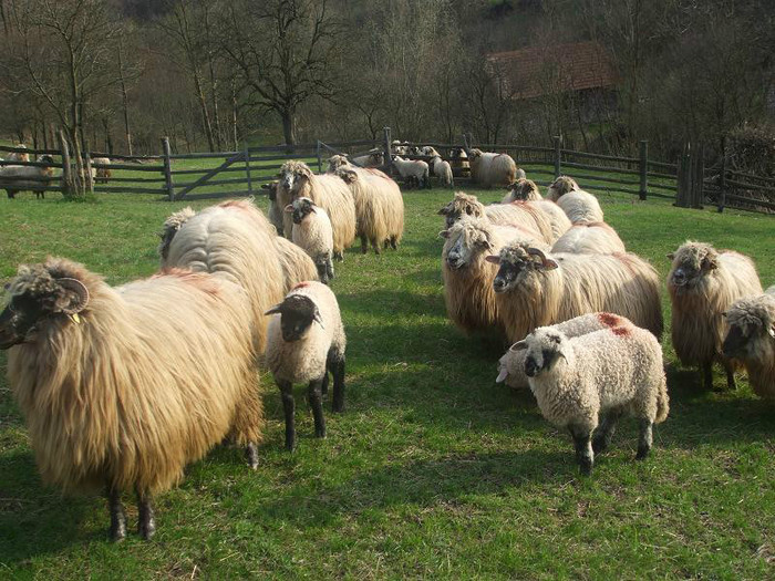 DSCF4672 - oile si caini mei