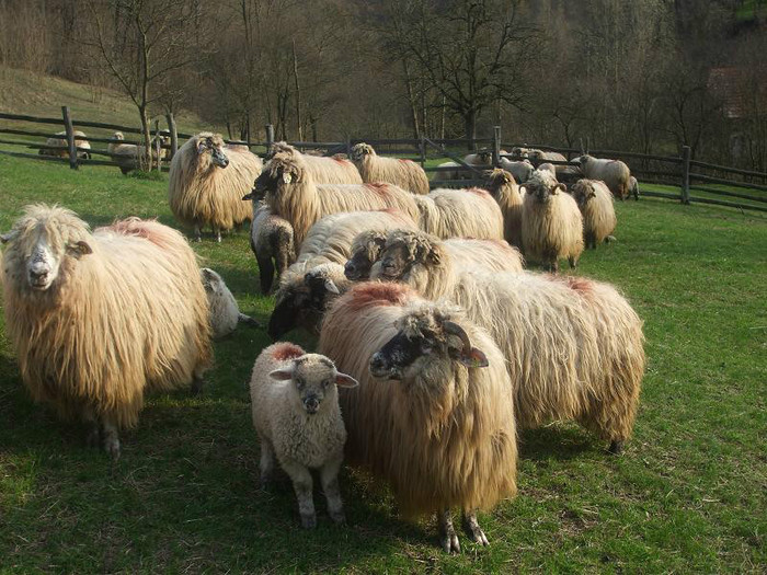 DSCF4674 - oile si caini mei