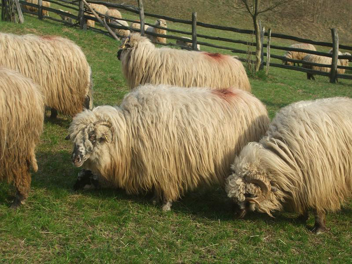 DSCF4676 - oile si caini mei