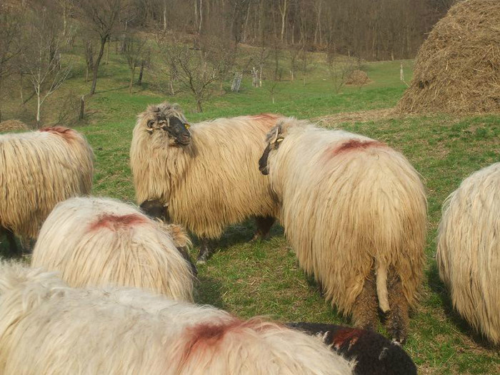 DSCF4697 - oile si caini mei