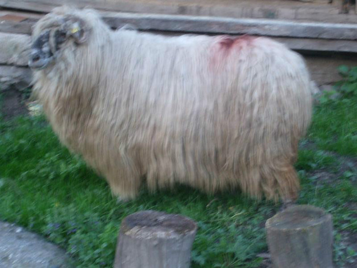 DSCF4868 - oile si caini mei