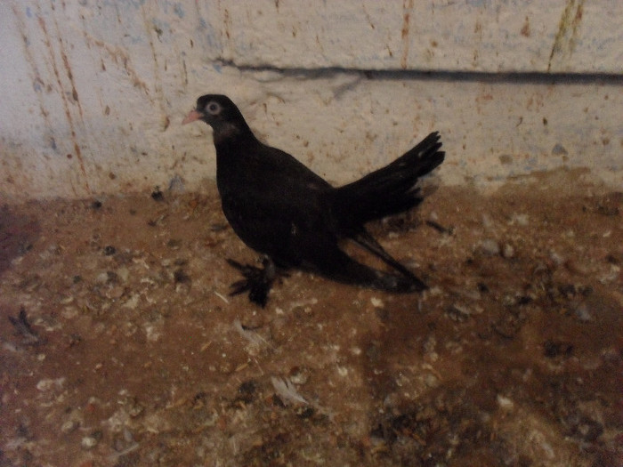 SAM_2797 - pui  roller incaltat 2012