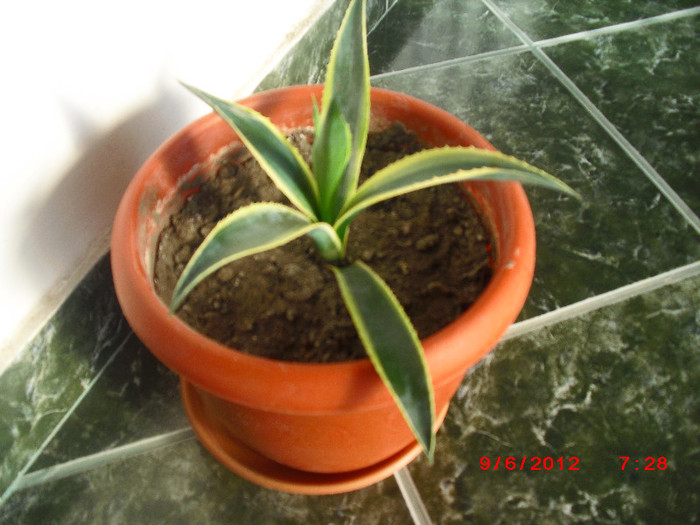 CIMG9576 - florile surorii mele oty