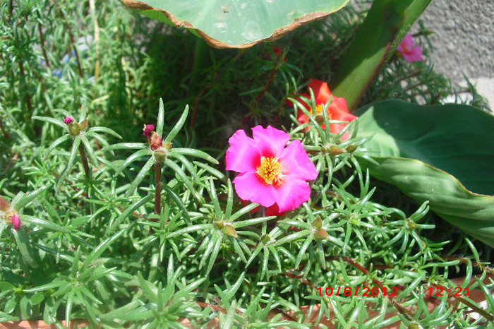 CIMG9618 - florile surorii mele oty