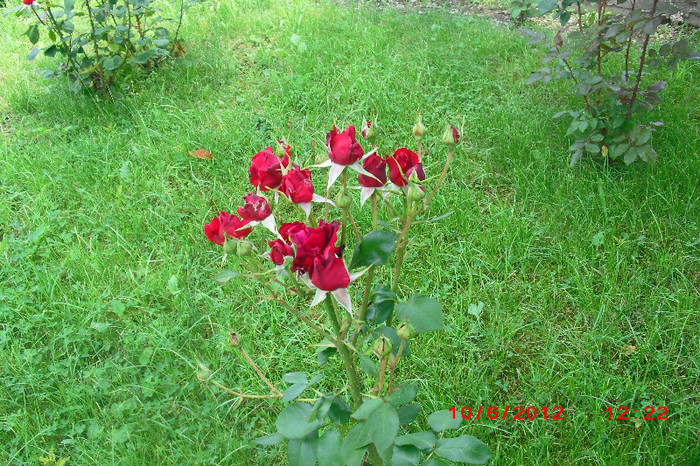 CIMG9625 - florile surorii mele oty