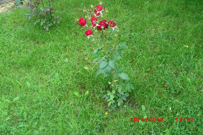 CIMG9626 - florile surorii mele oty