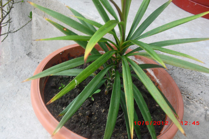 CIMG9682 - florile surorii mele oty