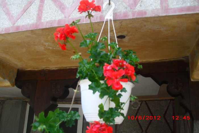 CIMG9683 - florile surorii mele oty