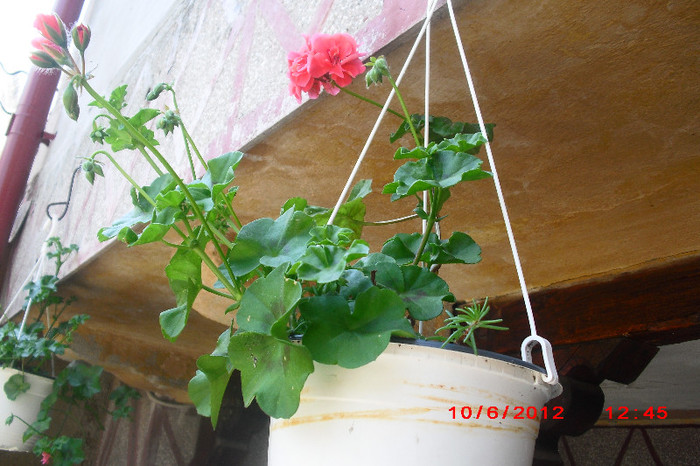 CIMG9684 - florile surorii mele oty