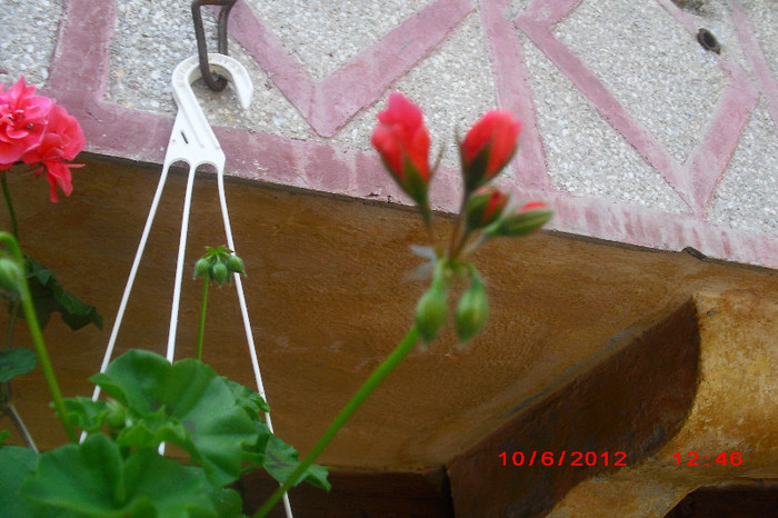 CIMG9685 - florile surorii mele oty