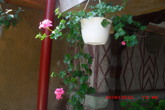 CIMG9686 - florile surorii mele oty